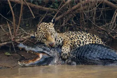 مستند حیات وحش؛ پلنگ ماهرانه خمیه زد رو تمساح خیز برداشت باراندازش کنه