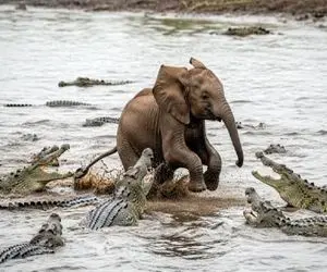 مستند حیات وحش / تقابل نفس‌گیر فیل‌ بچه با لشکر تمساح‌های آزمند