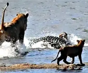 مستند حیات وحش / سرخوردگی تمساح در شکار توله شیر