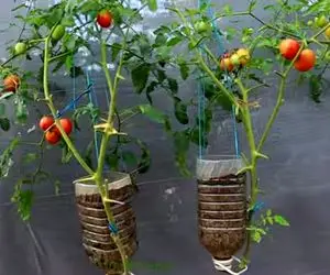 کشاورزی خلاقانه؛ باغچه نداری بطری های پلاستیکی آب معدنی رو سر و ته کن توش گوجه بکار