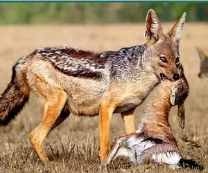 نبض وحش؛ روباه نصف جنگل رو میده بچهاش تیکه تیکه کنن