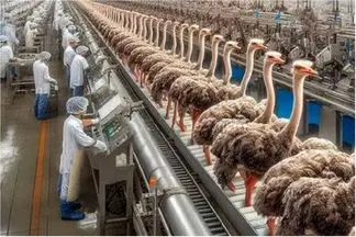 فرآوری شترمرغ؛ پر شتر مرغ  رو میکنن برا تولید لباس گوشتشم ساطوری میکنن