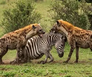 بدایع حیات وحش؛ خر راه راه پرکرشمه زد به گله کفتارای سفاک قلدری کنه بلعیده شد