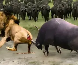 بدایع حیات وحش؛ تنها سهم شیر از خصومت ورزی با بوفالو شاخ بود