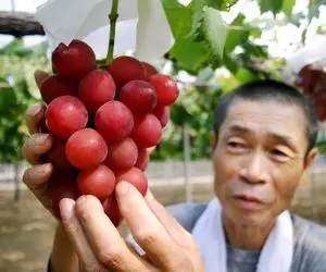 کشاورزی نوین؛ توی ژاپن انگور کاشتن هر خوشش یک کیلوئه هر دونش اندازه گردو شده