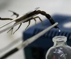 فرآوری زهر عقرب؛ انقدر عقرب رو فشار میدن تا بشه ازش چند قطره زهر خطرناک گرفت