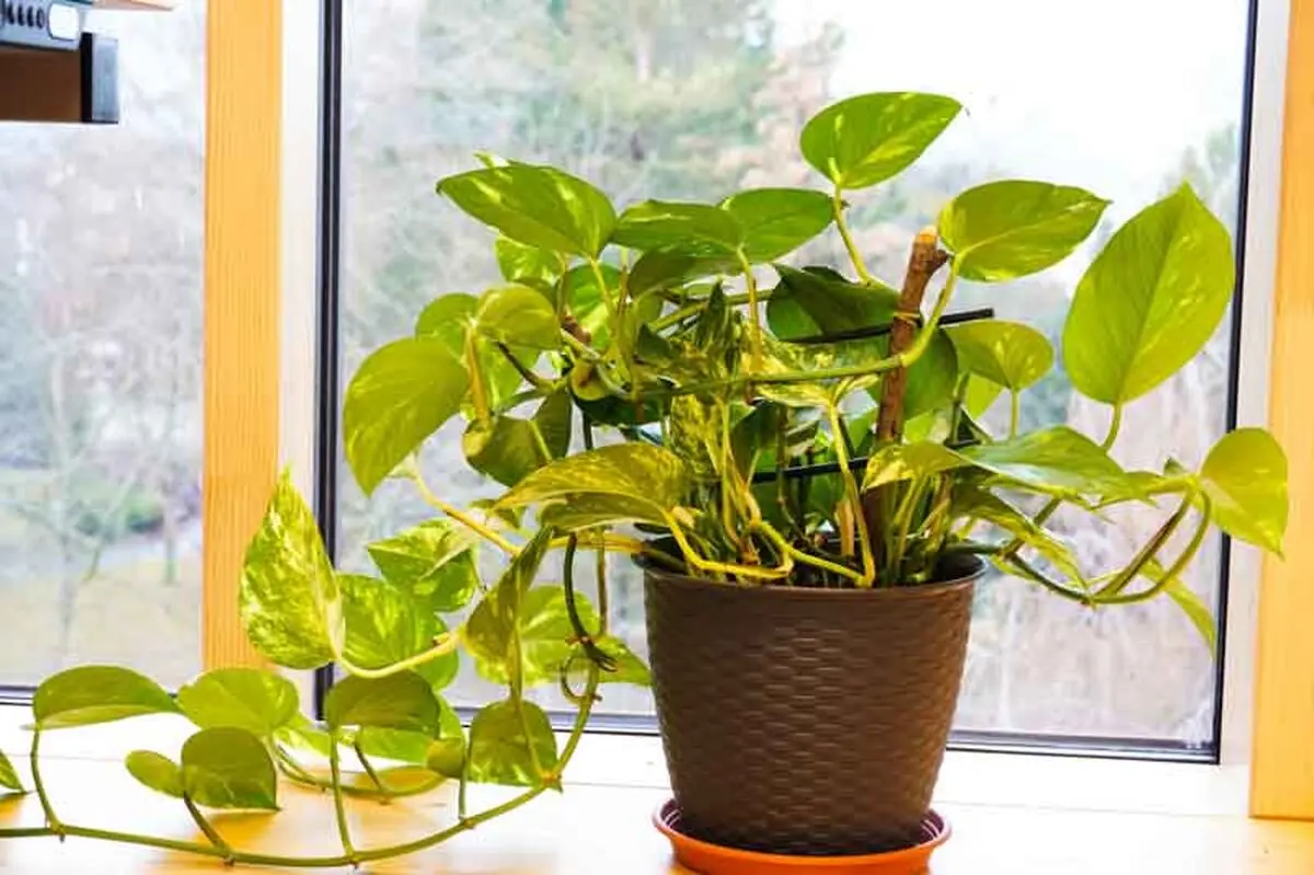 pothos-04