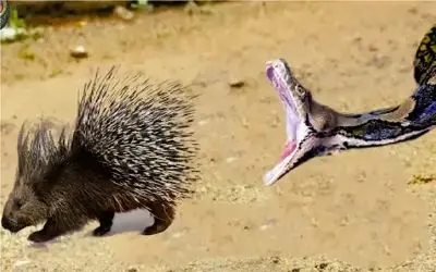 نارام زیان؛ عطای مار با شکم چرانی اش به لقایش پیوست