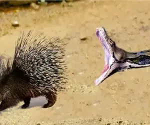 نارام زیان؛ عطای مار با شکم چرانی اش به لقایش پیوست