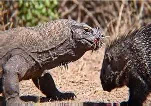 شاهکار حیات وحش؛ کومودو یورش برد جوجه تیغی تناول کنه اون با تیغش سوراخش کرد