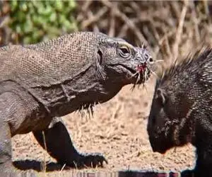 شاهکار حیات وحش؛ کومودو یورش برد جوجه تیغی تناول کنه اون با تیغش سوراخش کرد