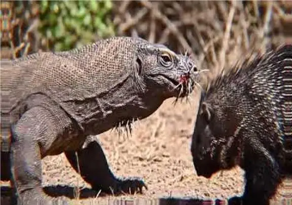 شاهکار حیات وحش؛ کومودو یورش برد جوجه تیغی تناول کنه اون با تیغش سوراخش کرد