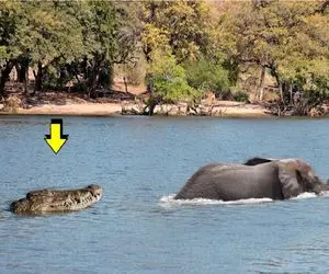 مستند حیات وحش؛ فیل بیخیال داشت لای تمساح ها جولان میداد که بهش حالی کردن کت تن کیه