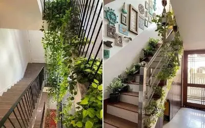 گیاهان آپارتمانی مناسب راه پله های بدون تهویه و تاریک/ مختص تمام فصول چه گرم و چه سرد