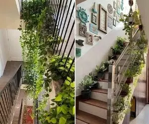 گیاهان آپارتمانی مناسب راه پله های بدون تهویه و تاریک/ مختص تمام فصول چه گرم و چه سرد