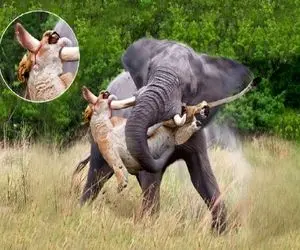 بدایع حیات وحش؛ فیل ددمنش دو خم شیر قسی و گرفت عاجشو کرد تو شکمشو شرحه ش کرد