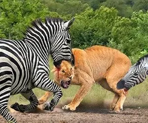 شاهکار حیات وحش؛ خر راه راه کله شق از رو طمع خواست با شیر دد بجنگه بلعیده شد