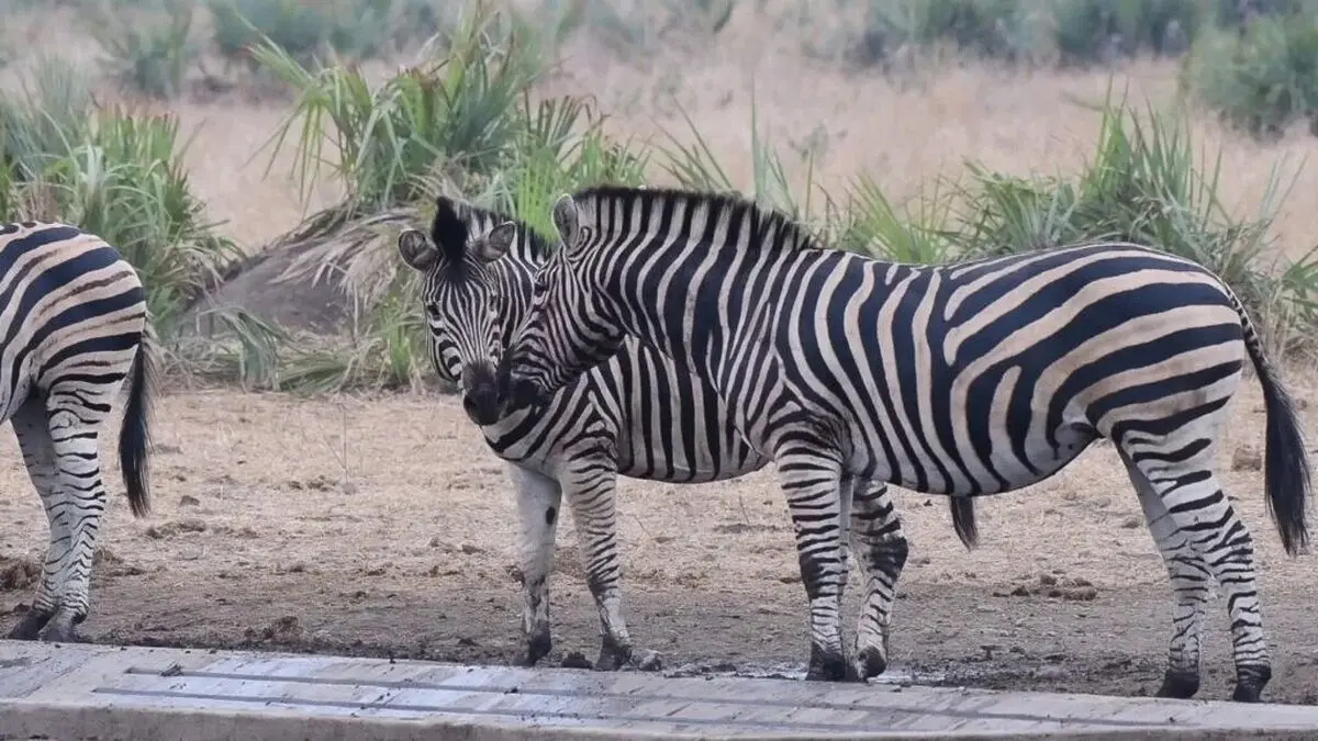 mzf-1-1024x576-ezgif.com-webp-to-jpg-converter