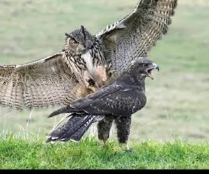 قلمرو حیوانات؛ جغد کینه ای عقاب رو شب از درخت پرت میکنه پایین کلکشو بکنه