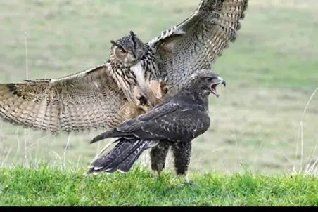 قلمرو حیوانات؛ جغد کینه ای عقاب رو شب از درخت پرت میکنه پایین کلکشو بکنه