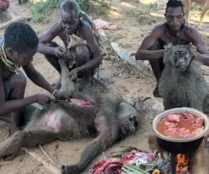 غذای خیابانی؛ بربرهای برهنه بابون اَنتر دم کوتاه رو زنده زنده پوست میکنن و میخورن