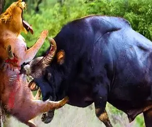 بدایع حیات وحش؛ بوفالو ددمنش شیر سفاک رو به درخت دوخت تا بفهمه سلطان جنگل کیه