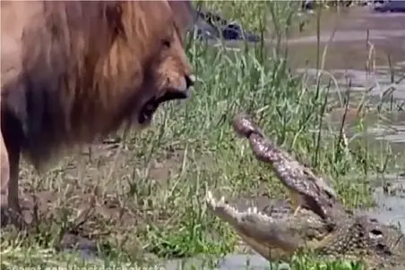 مستند حیات وحش؛ 10 شکار که شکارچی از درگیری باهاش میترسه