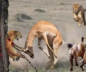 نارام زیان؛ گوزن شریر شاخ 30متریش فرو کرد تو شکم پلنگ تا کفتار دده بچشو بقاپه