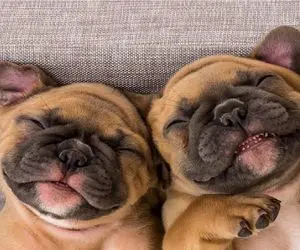 طنز حیات وحش/سگ بامزه وقتی رفیقش اعصابشو خورد میکنه اداشو در میاره و مثل مار میخزه