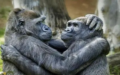 بدایع حیات وحش/گوریلی که بر سر شوهرش غیرتی میشه و کار به گیسو گیس کشی میرسه