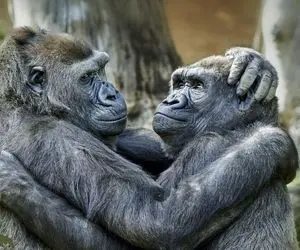 بدایع حیات وحش/گوریلی که بر سر شوهرش غیرتی میشه و کار به گیسو گیس کشی میرسه