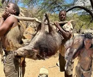 کباب گراز؛ بربرهای برهنه گراز و باقمه پوست کردن درسه رو آتیش کباب کردن