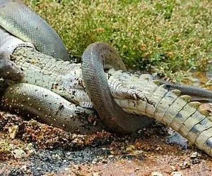مستند حیات وحش؛ پیتون واسه اینکه تمساح راحت تر قورت بده هی آب می خوره