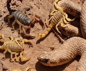 مستند حیات وحش؛ در نبرد سمی مار و عقرب چه کسی در صدر است؟