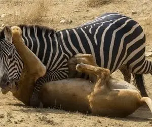 شاهکار حیات وحش / خر خط دار برای حراست از فرزند حماسه آفرین شد