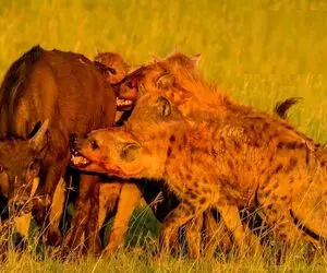 بدایع حیات وحش؛ کفتارهای ددمنش مذبوحانه بوفالو رو دوره کردن واسه تناول کردن