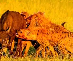 بدایع حیات وحش؛ کفتارهای ددمنش مذبوحانه بوفالو رو دوره کردن واسه تناول کردن