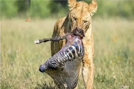 حیات وحش بی رحم؛ توله ها عمرشون بدنیا نیست به محض تولد چپاول میشن