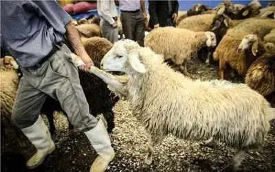 قیمت دام زنده امروز 8 مهر 1404 + جدول