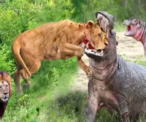 مستند حیات وحش؛ اسب آبی کله شیر عین نارنج میچکونه