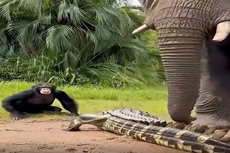 معماری طبیعت؛ کروکودیل اومد میمونو اذیت کنه فیل چنان پس گردنی بهش زد شَل شد