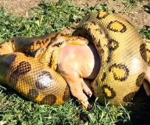 مستند حیات وحش؛ مار واسه اینکه خوک اندازه گاو رو قورت بده دهنش تا کجا باز میکنه