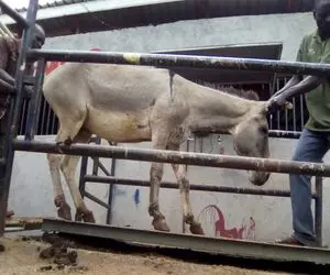  فرآوری الاغ؛ شیر الاغ و به دارو تبدیل میکنن و تو کشتارگاه گوشتشو رنده میکنن 