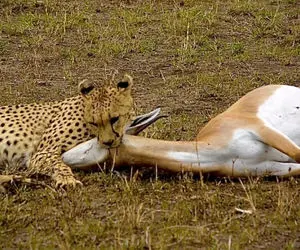 شگفتی های حیات وحش؛ یوزپلنگ جوری تو بیست ثانیه آهو رو غافلگیر کرد که بدبخت سکته زد