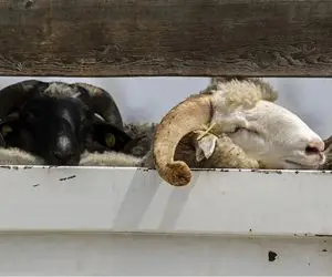 قیمت دام زنده امروز ۱۸ مرداد ۱۴۰۴ + جدول