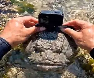 گشت و گذار آبی؛ سفر به دنیای زیر دریا با ماهی ای که بهش دوربین وصله