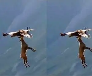 صحنه دهشتناک؛ عقاب شرور آهو رو با پنجول گرفت از آسمون پرت کرد پایین تناول کرد