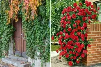 گیاهان چسبنده و رونده جهت ایجاد دیوار سبز در حیاط؛ همیشه سبز و مختص آب و هوای ایران