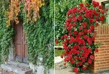 گیاهان چسبنده و رونده جهت ایجاد دیوار سبز در حیاط؛ همیشه سبز و مختص آب و هوای ایران