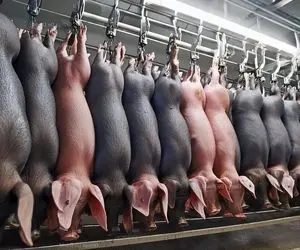 فرآوری خوک؛ هزاران خوک چه سیاه و چه سفید رو با پوست و گوشت استخوان چرخ می کنن